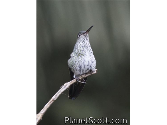 Many-spotted Hummingbird (Taphrospilus hypostictus)