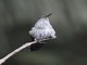 Many-spotted Hummingbird (Taphrospilus hypostictus)