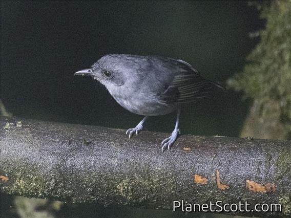 Plain Antvireo (Dysithamnus mentalis)