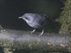 Plain Antvireo (Dysithamnus mentalis)