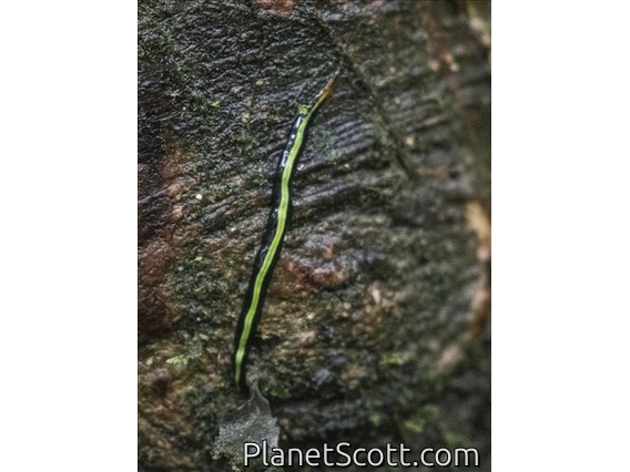 Planarian (Geoplanidae sp)