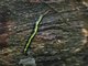 Planarian (Geoplanidae sp)