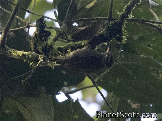 Streaked Xenops (Xenops rutilans)