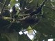 Streaked Xenops (Xenops rutilans)
