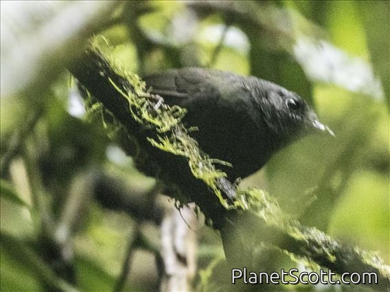 White-crowned Tapaculo (Scytalopus atratus)