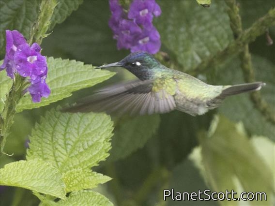 Violet-headed Hummingbird (Klais guimeti)