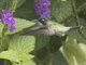 Violet-headed Hummingbird (Klais guimeti)