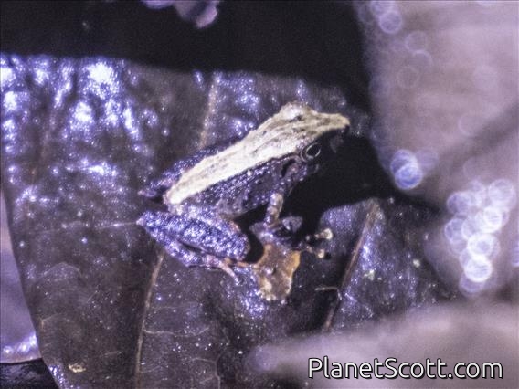 Rain Frog (Pristimantis acerus)