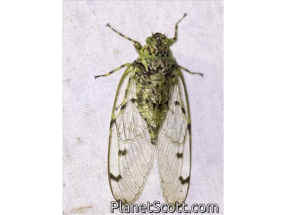 Cicada (Durangona tigrina)