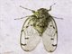 Cicada (Durangona tigrina)