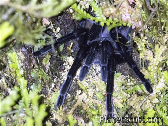Ecuador Tarantula (Pamphobeteus sp)