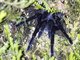 Ecuador Tarantula (Pamphobeteus sp)
