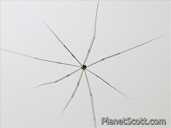 Harvestman (Sclerosomatidae sp)