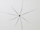 Harvestman (Sclerosomatidae sp)