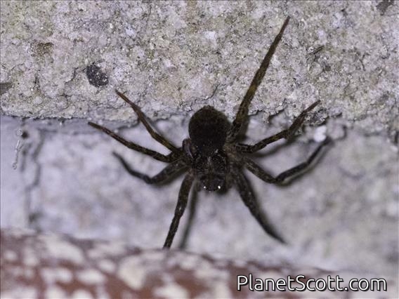 Spider (Lycosidae sp)