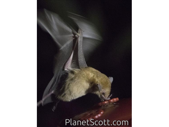 Handley's Nectar Bat (Lonchophylla handleyi)