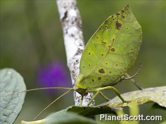 Leaf Katydid (Cycloptera sp)