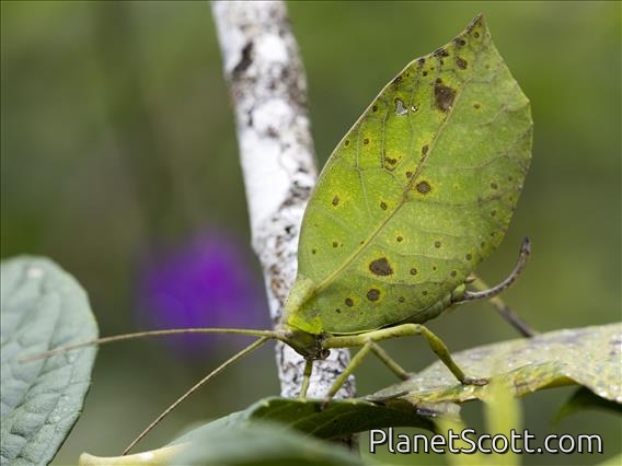 Leaf Katydid (Cycloptera sp)