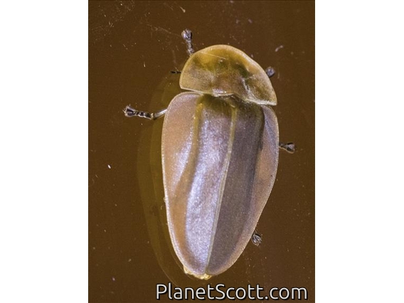 Firefly (Cratomorphus sp)