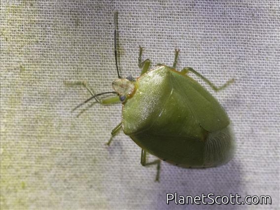 Stink Bug (Chinavia sp)