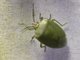 Stink Bug (Chinavia sp)