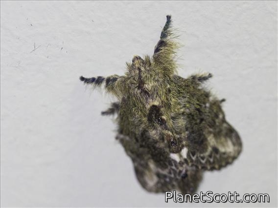 Lappet Moth (Euglyphis submarginalis)