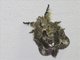 Lappet Moth (Euglyphis submarginalis)