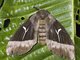 Hemileucini Moth (Dirphia subhorca)