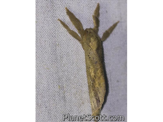 Swift Moth (Hampsoniella sp)