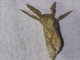 Swift Moth (Hampsoniella sp)