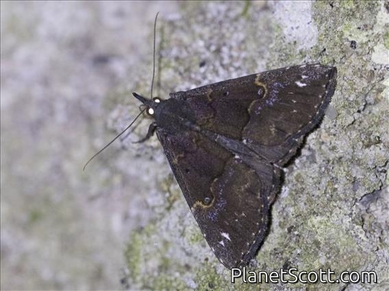 Hypenine Snout Moth (Hypena sp)
