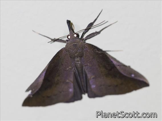 Hypenine Snout Moth (Hypena perialis)