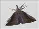 Hypenine Snout Moth (Hypena perialis)
