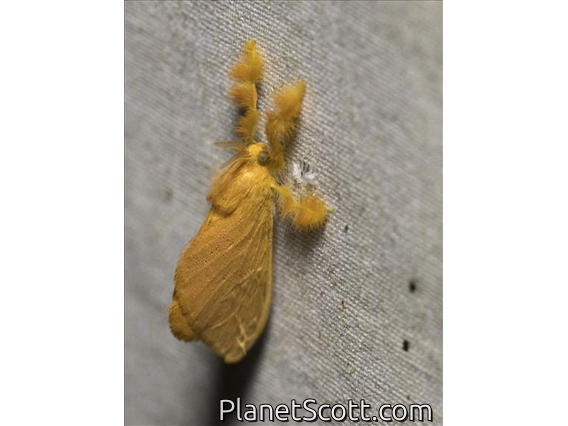 Yellow Furry-Legs (Acraga infusa)