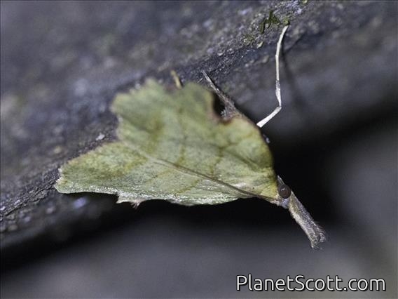 Tortricid Leafroller Moth (Platynota sp)