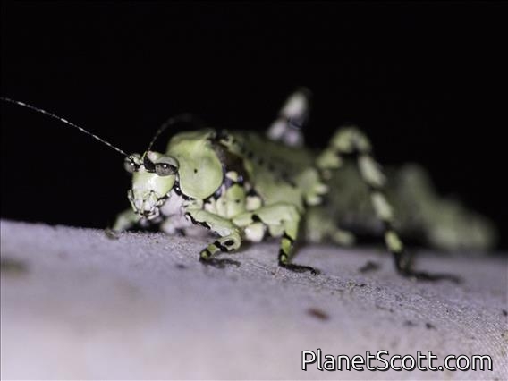 Leaf Katydid (Dysonia sp)