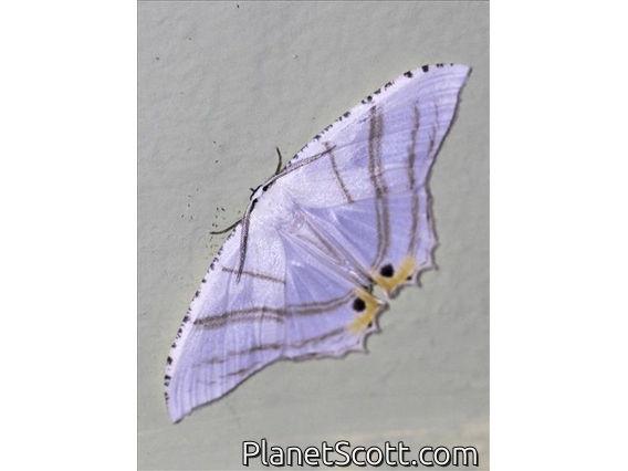 Swallowtail Moth (Epiplema albipennaria)