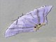 Swallowtail Moth (Epiplema albipennaria)