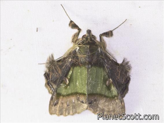 Emeraldine (Ceroctena amynta)