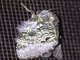 Lappet Moth (Euglyphis sp)