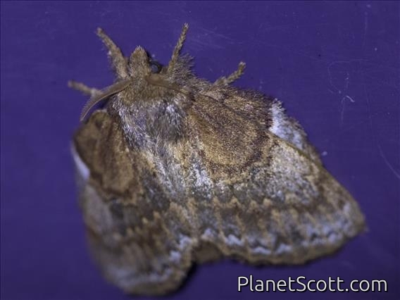 Lappet Moth (Euglyphis sp)