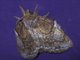 Lappet Moth (Euglyphis sp)
