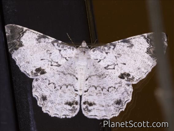 Geometer Moth (Geometera sp)