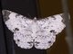Geometer Moth (Epimecis sp1)