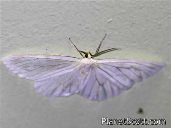 Geometer Moth (Geometera sp)