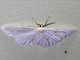 Geometer Moth (Leucula sp)