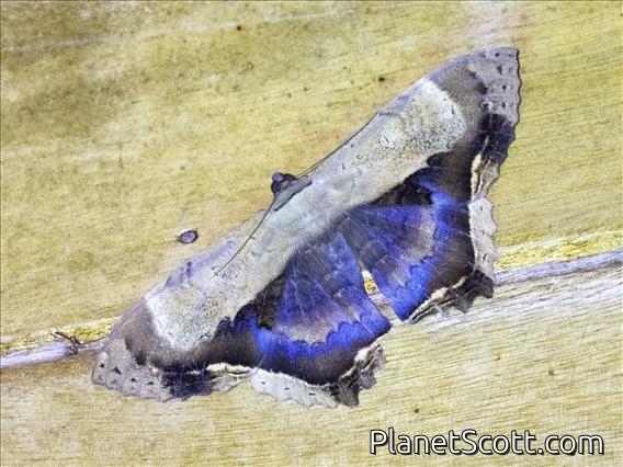 Geometer Moth (Geometera sp)
