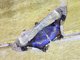 Thermesiini Moth (Feigeria sp)