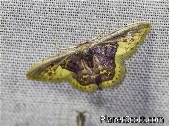Geometer Moth (Geometera sp)