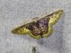 Wave Moth (Sterrhinae sp5)